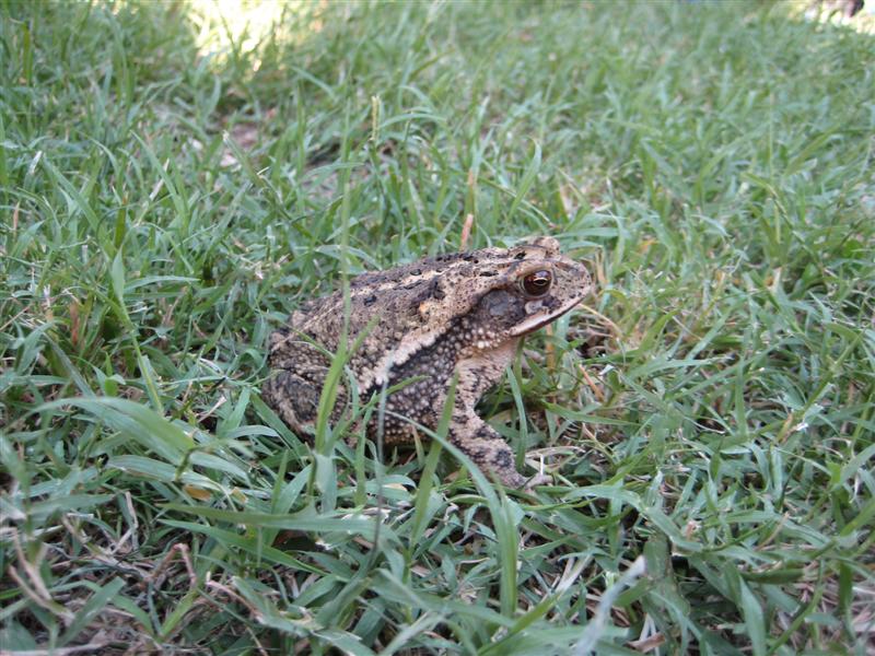 Jess_DaddyAlex&Toadie (4).JPG - Oh, a Toad!...  Like Daddy?